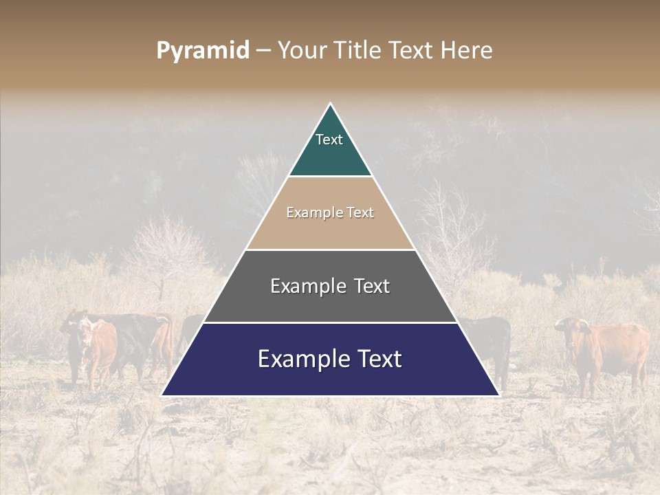 Beef Graze Eating PowerPoint Template