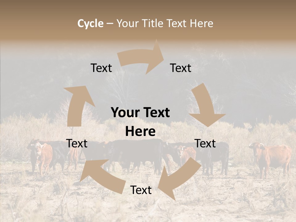 Beef Graze Eating PowerPoint Template