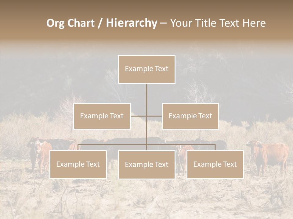Beef Graze Eating PowerPoint Template