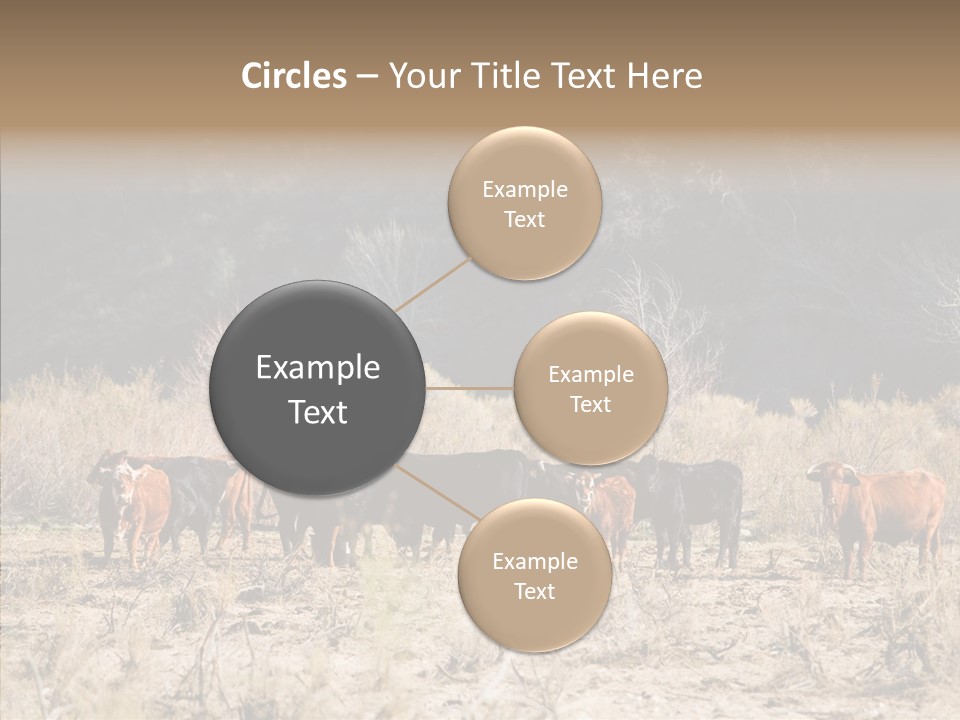 Beef Graze Eating PowerPoint Template