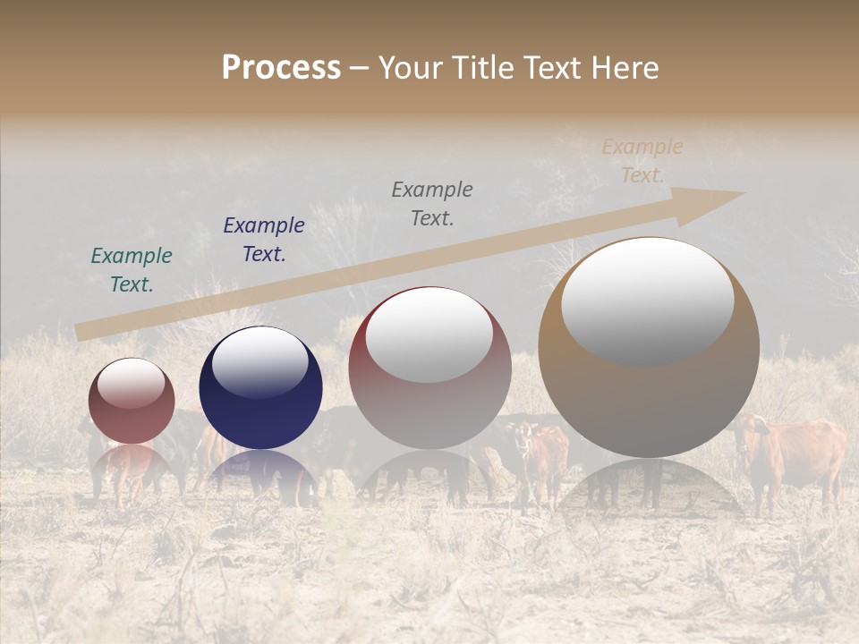 Beef Graze Eating PowerPoint Template