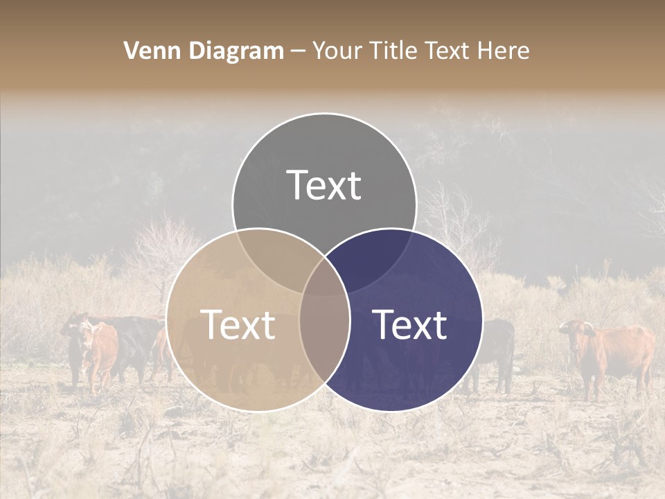 Beef Graze Eating PowerPoint Template