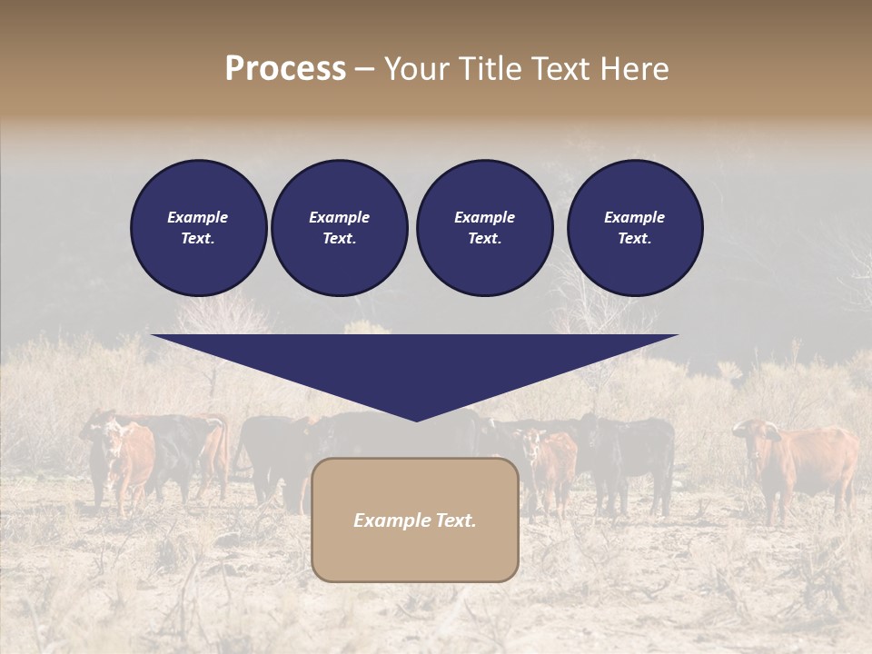 Beef Graze Eating PowerPoint Template