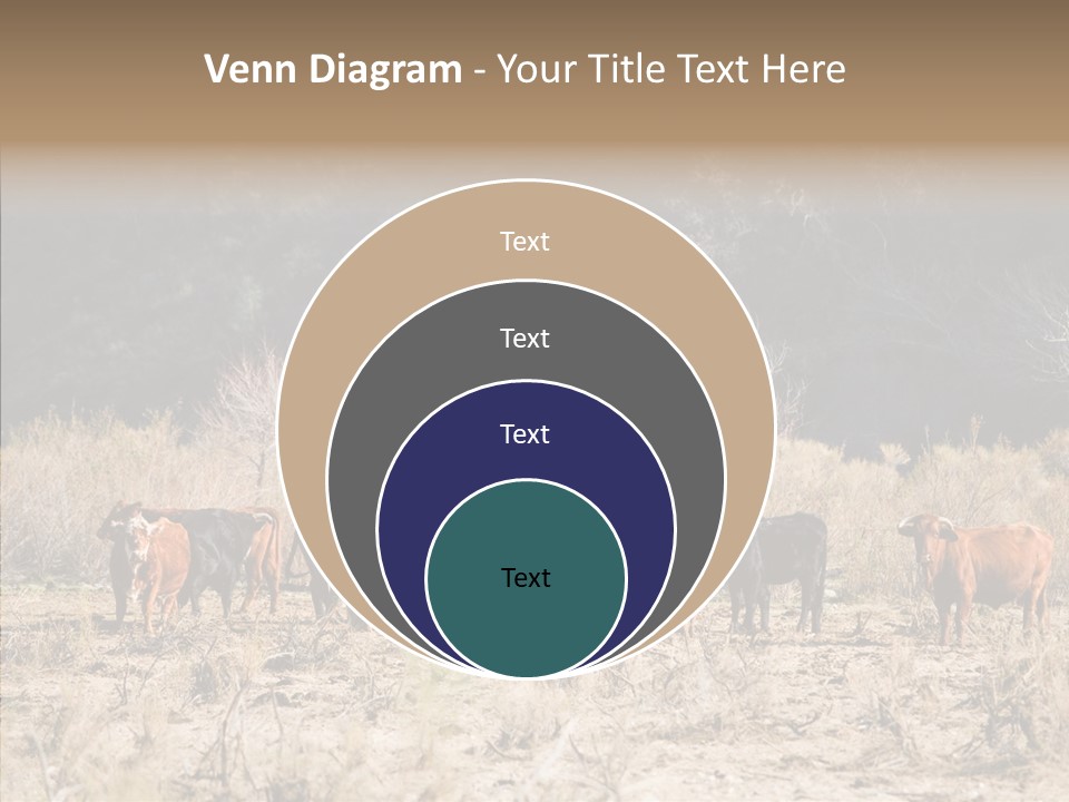 Beef Graze Eating PowerPoint Template