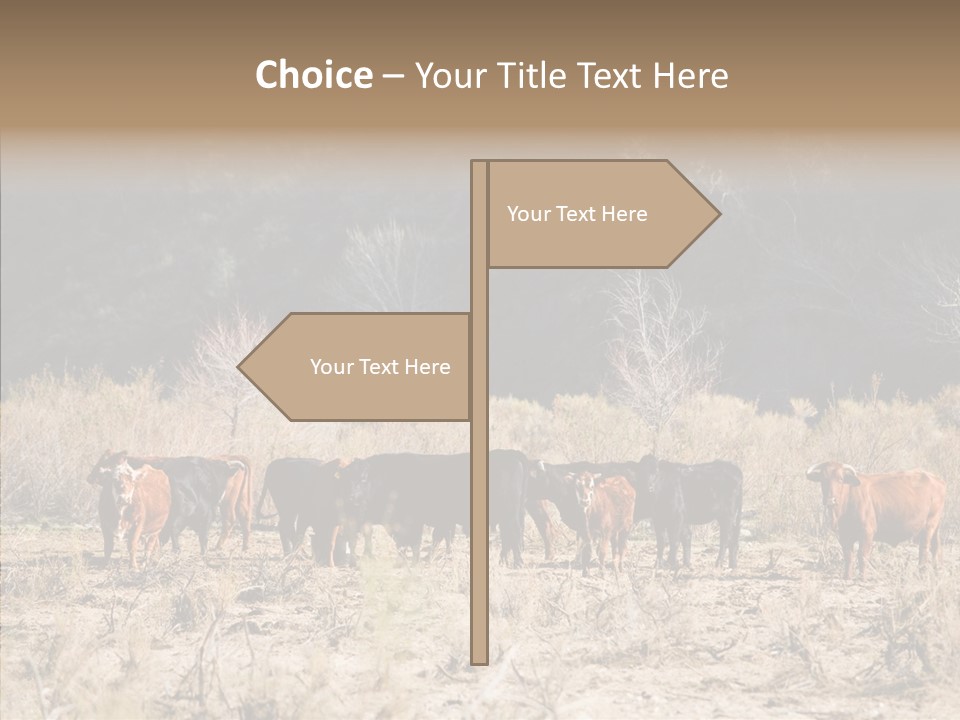 Beef Graze Eating PowerPoint Template