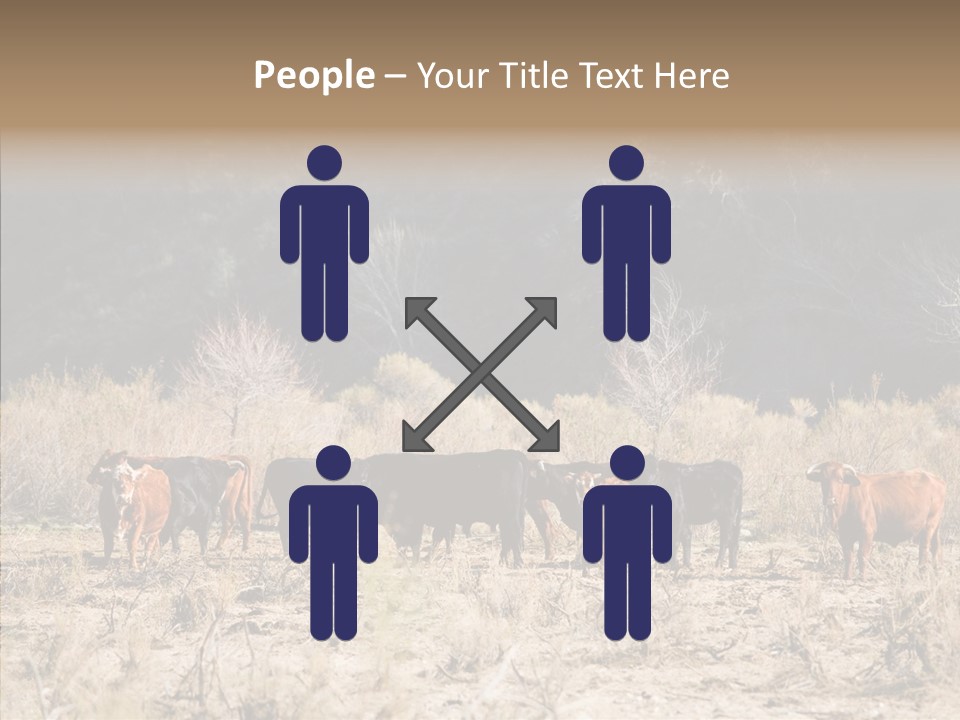 Beef Graze Eating PowerPoint Template