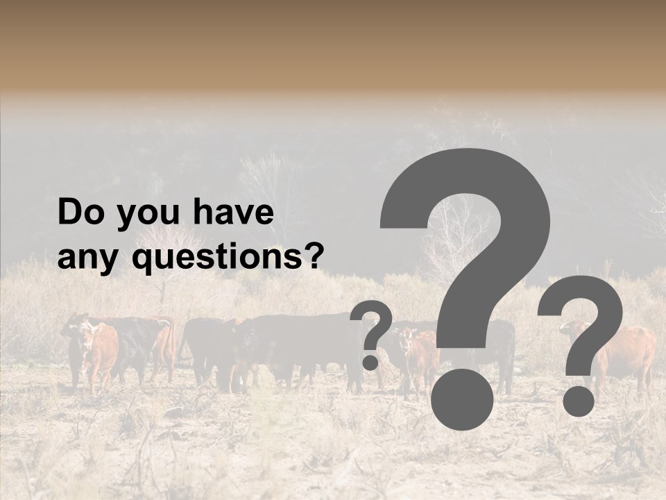 Beef Graze Eating PowerPoint Template