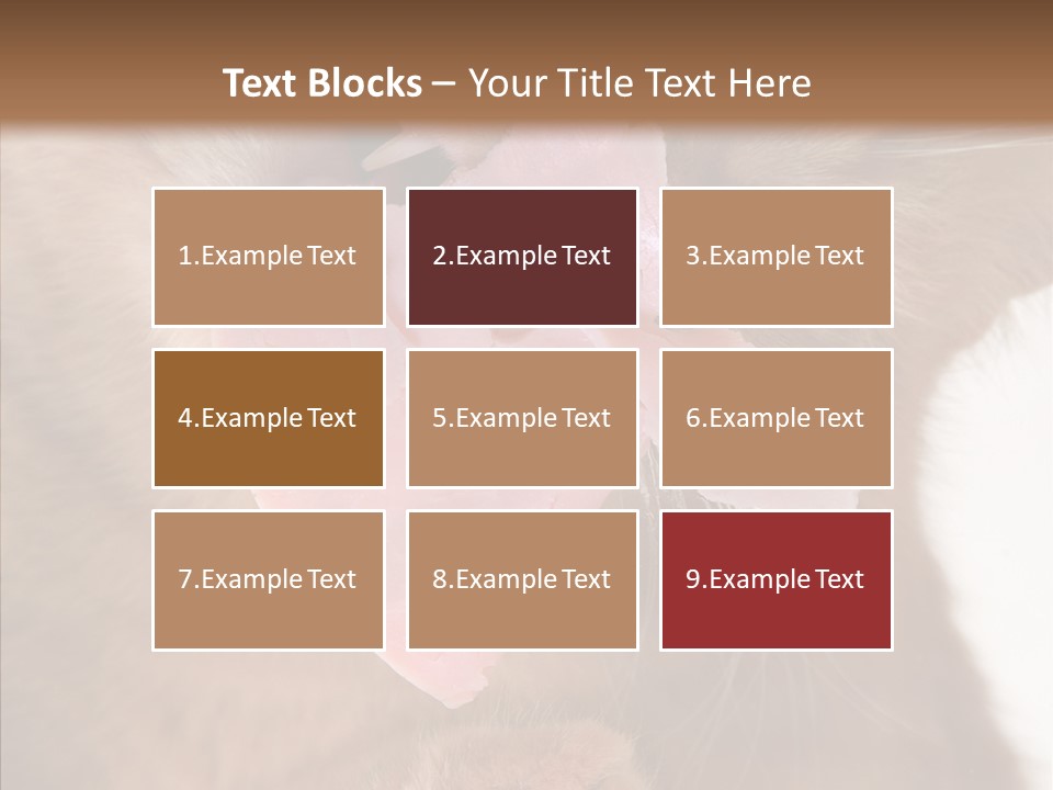 Gass Fauna Kitten PowerPoint Template