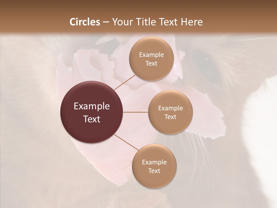 Gass Fauna Kitten PowerPoint Template