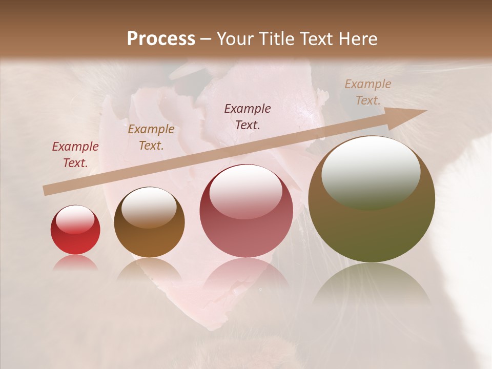 Gass Fauna Kitten PowerPoint Template