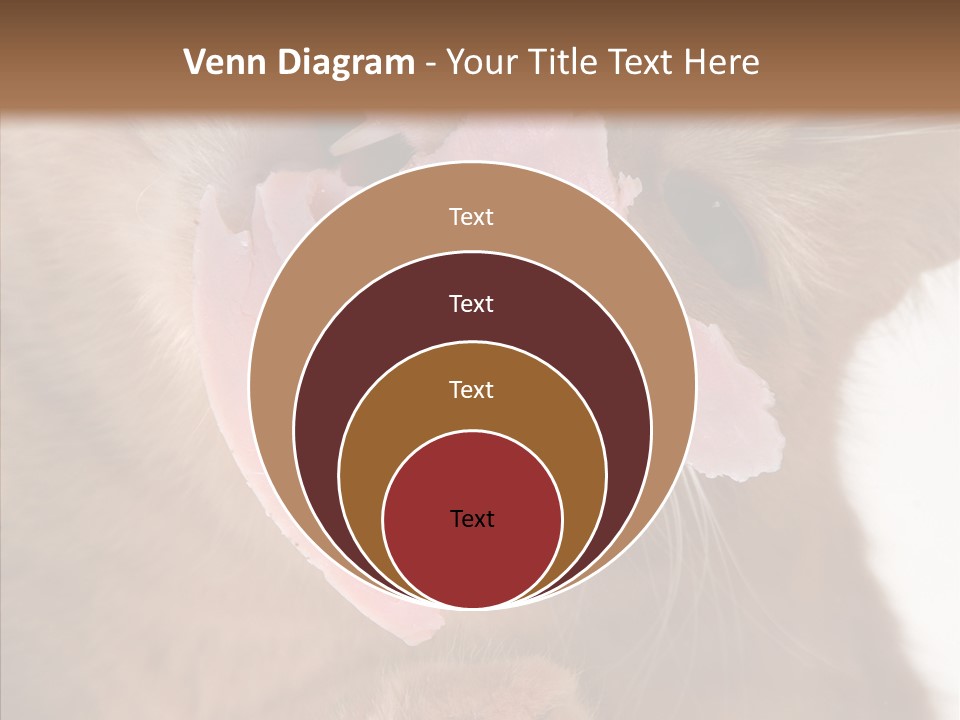 Gass Fauna Kitten PowerPoint Template