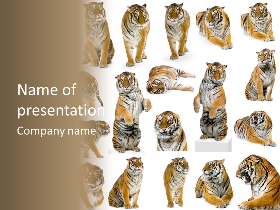 Feline Majestic Tiger PowerPoint Template