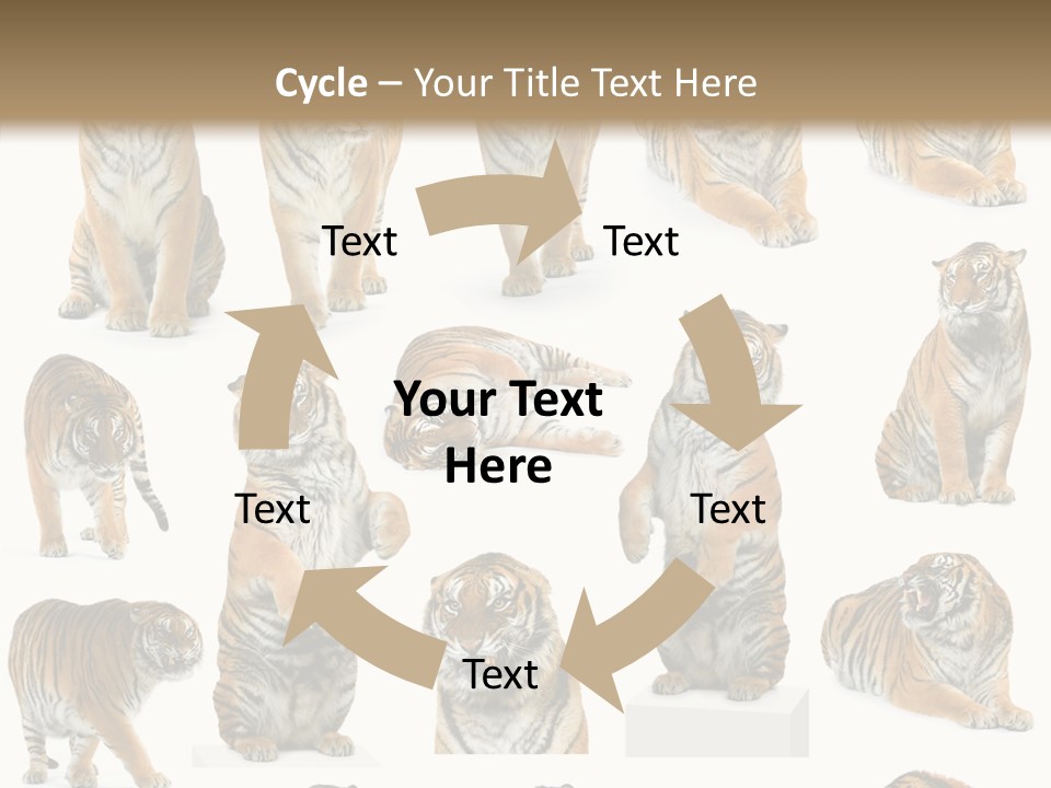 Feline Majestic Tiger PowerPoint Template