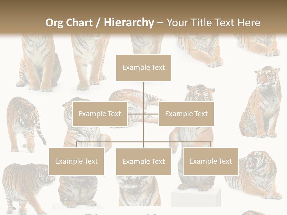 Feline Majestic Tiger PowerPoint Template