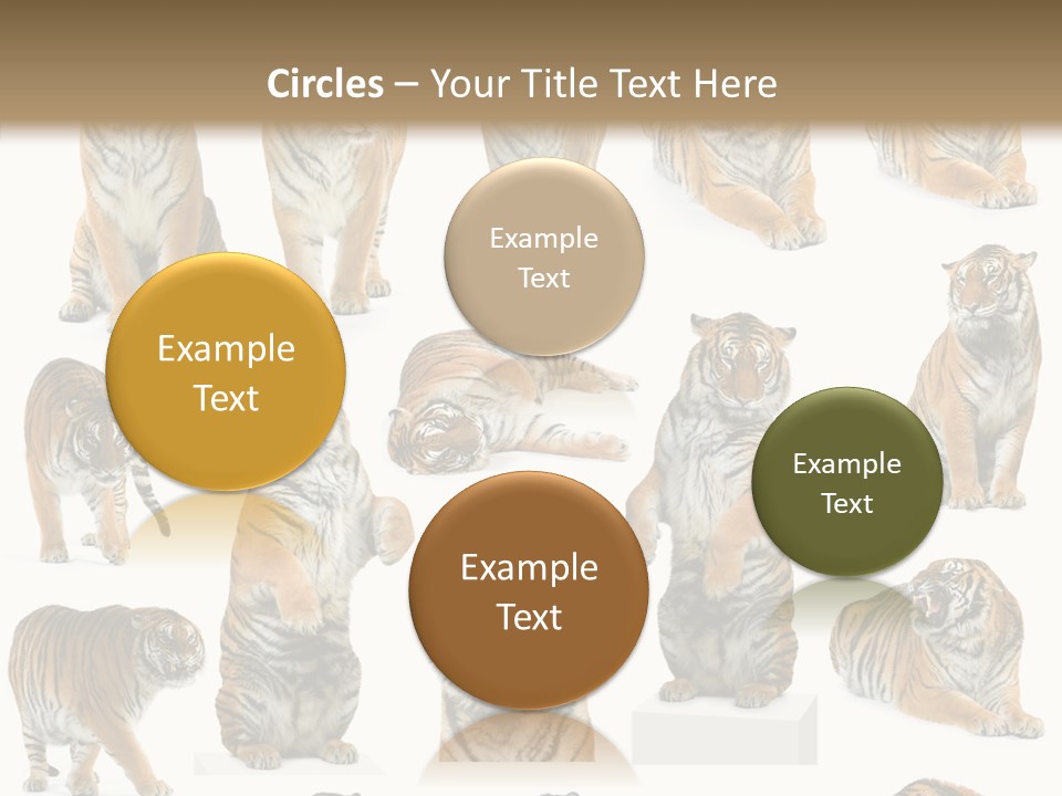 Feline Majestic Tiger PowerPoint Template