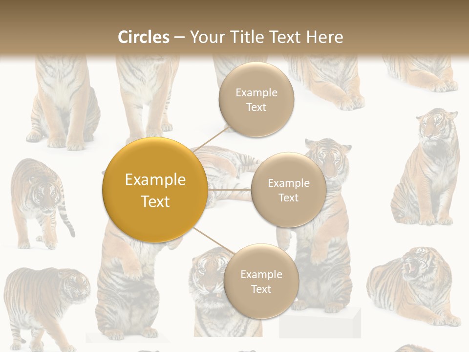 Feline Majestic Tiger PowerPoint Template