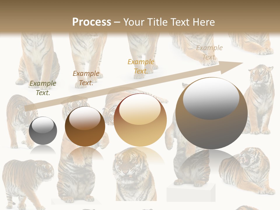 Feline Majestic Tiger PowerPoint Template