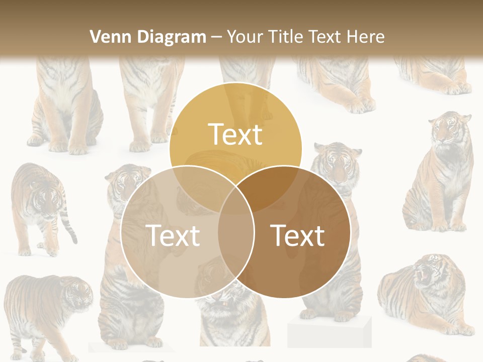 Feline Majestic Tiger PowerPoint Template