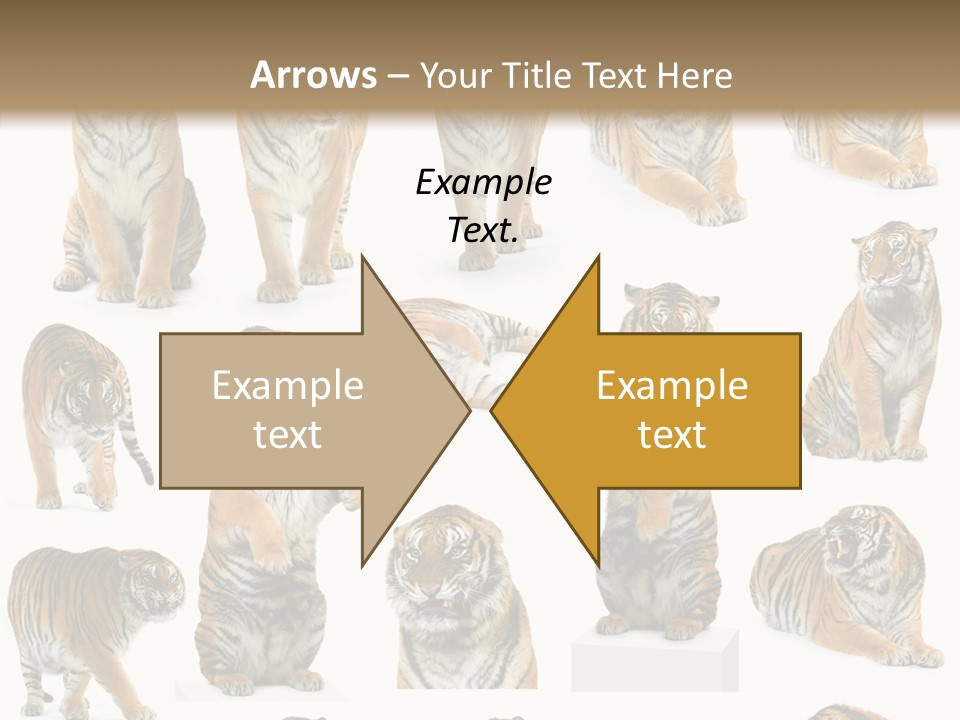 Feline Majestic Tiger PowerPoint Template