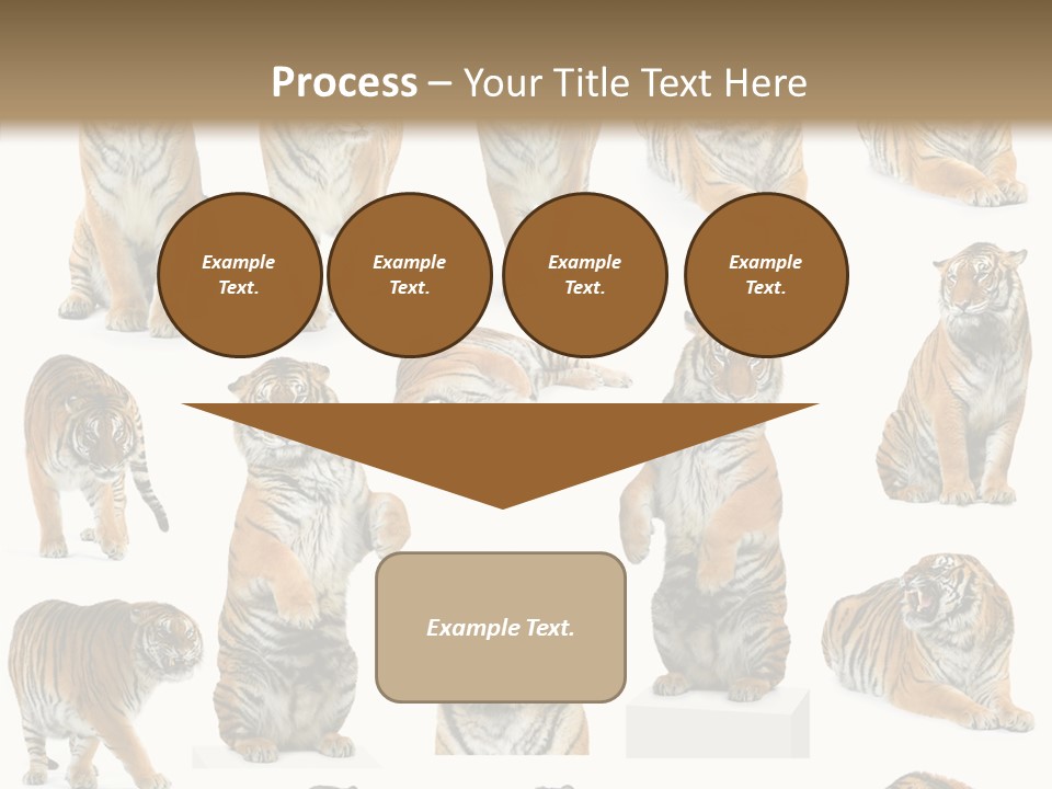 Feline Majestic Tiger PowerPoint Template