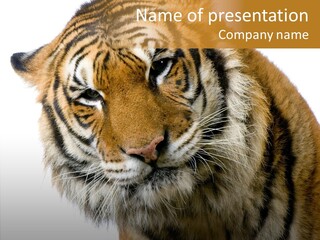 Big Shot Tiger PowerPoint Template