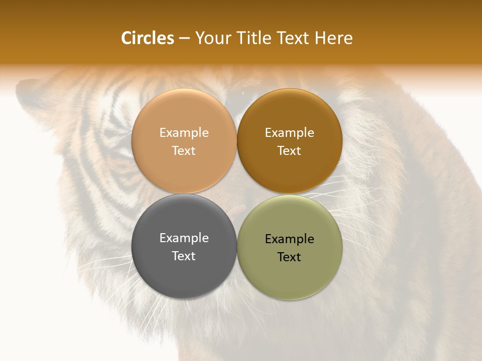 Big Shot Tiger PowerPoint Template