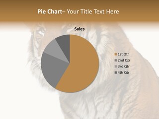 Eye Tiger Female PowerPoint Template
