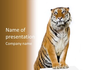 Big Carnivore Wild PowerPoint Template