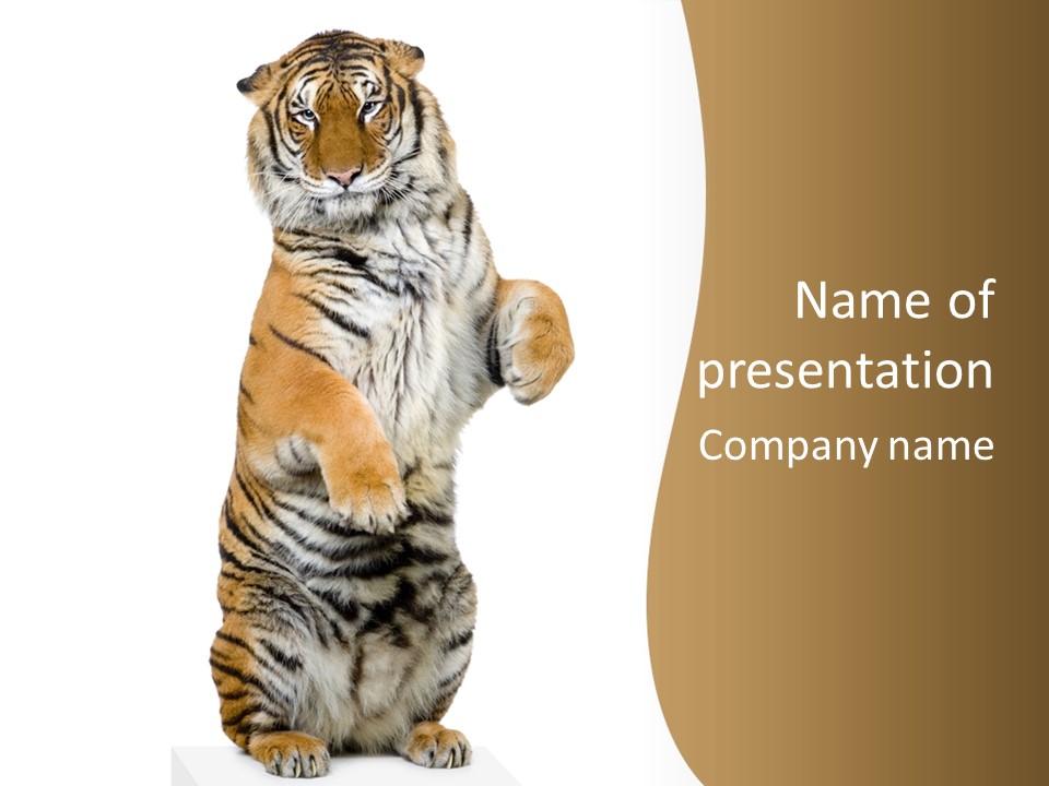 Bengal Awe Wild PowerPoint Template