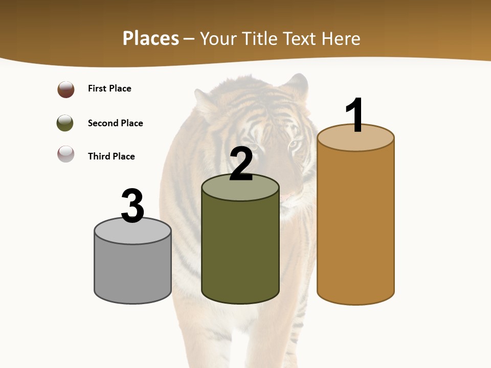 Cat Studio Undomesticated PowerPoint Template