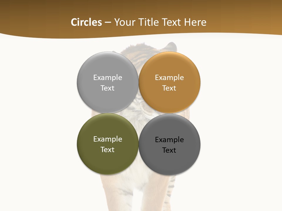 Cat Studio Undomesticated PowerPoint Template