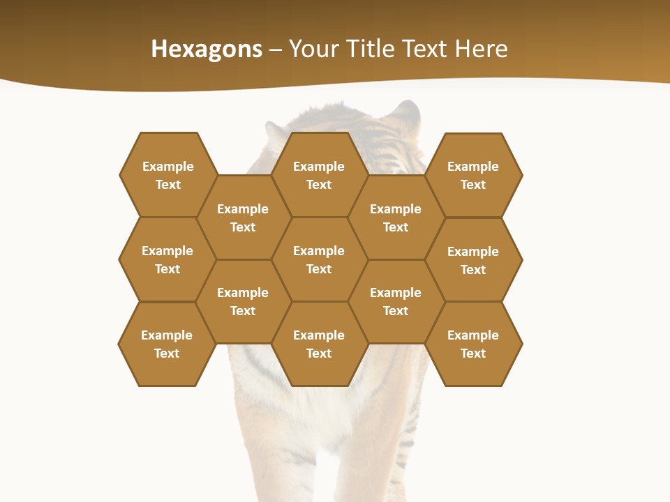 Cat Studio Undomesticated PowerPoint Template