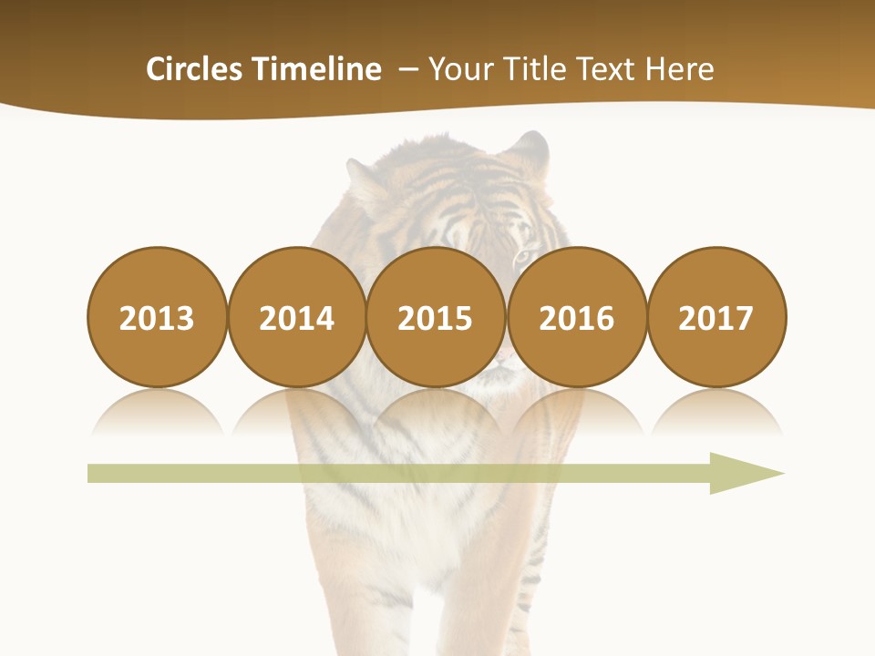 Cat Studio Undomesticated PowerPoint Template