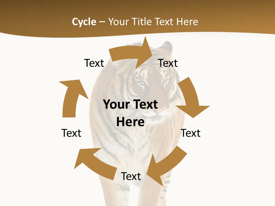 Cat Studio Undomesticated PowerPoint Template