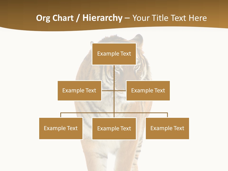 Cat Studio Undomesticated PowerPoint Template