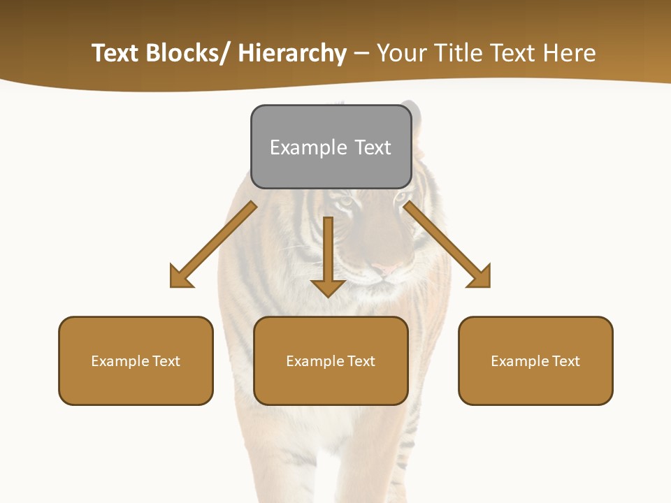 Cat Studio Undomesticated PowerPoint Template