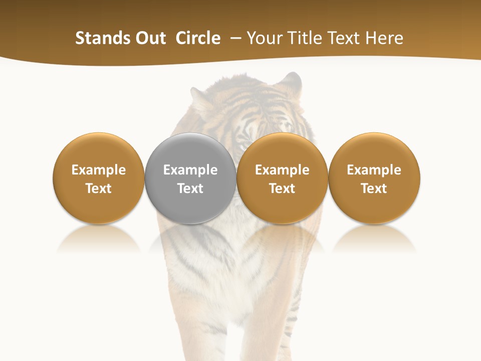 Cat Studio Undomesticated PowerPoint Template