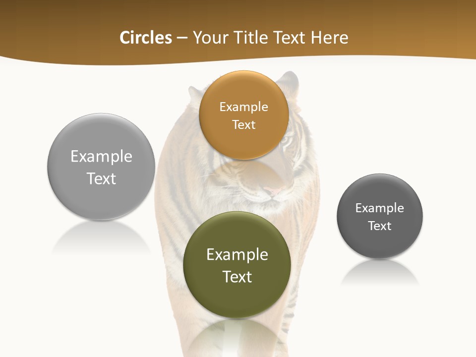 Cat Studio Undomesticated PowerPoint Template