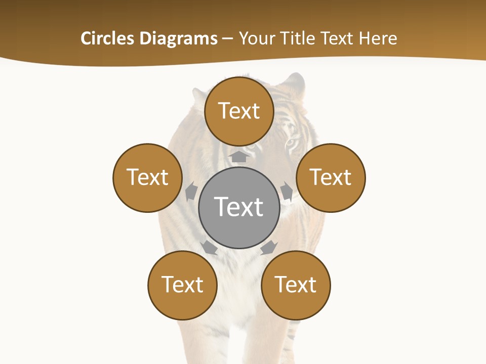 Cat Studio Undomesticated PowerPoint Template