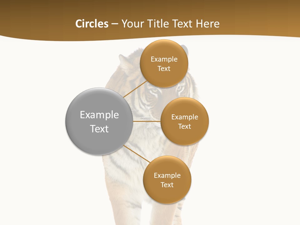 Cat Studio Undomesticated PowerPoint Template