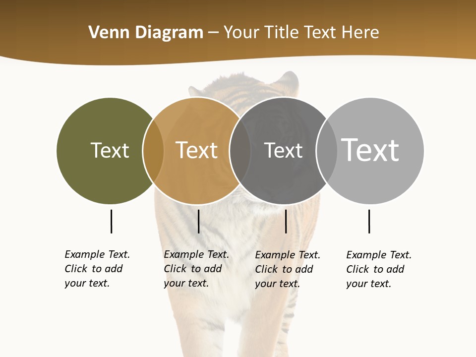 Cat Studio Undomesticated PowerPoint Template