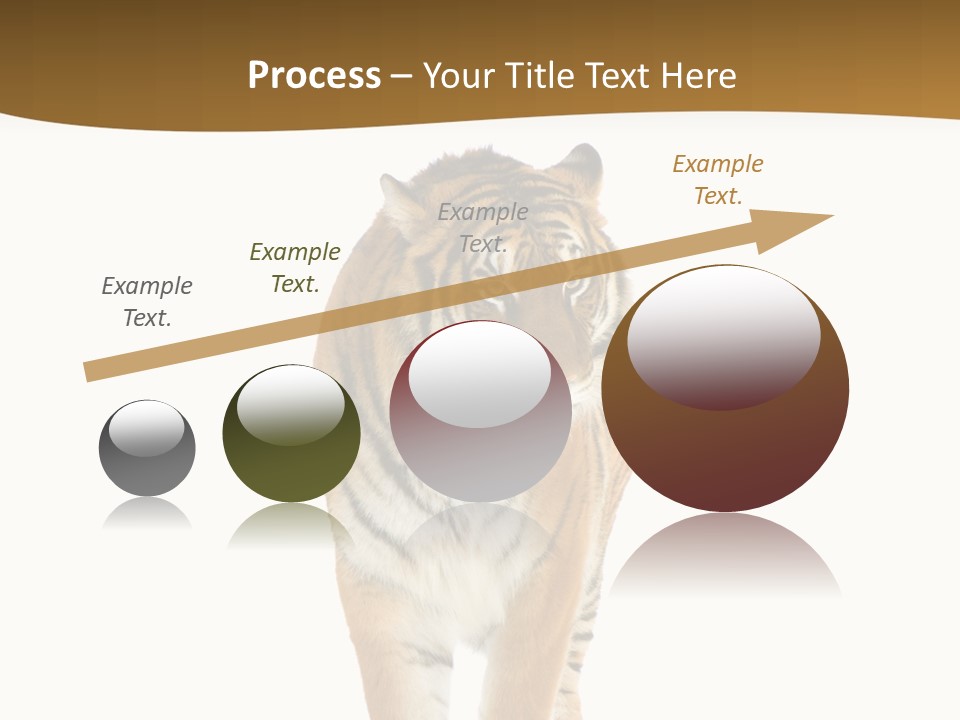 Cat Studio Undomesticated PowerPoint Template