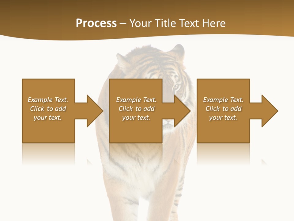 Cat Studio Undomesticated PowerPoint Template