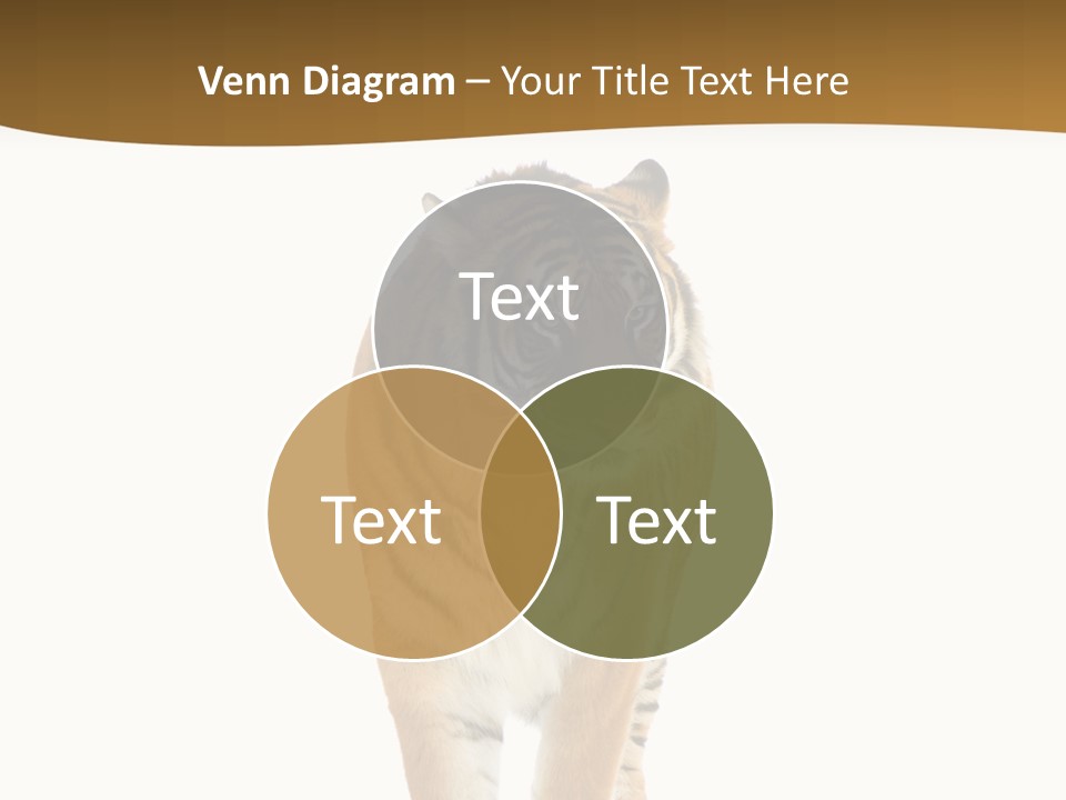 Cat Studio Undomesticated PowerPoint Template