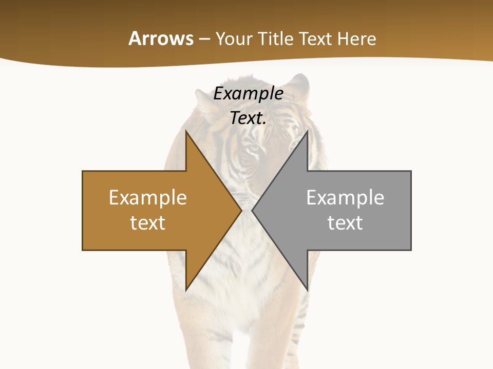 Cat Studio Undomesticated PowerPoint Template