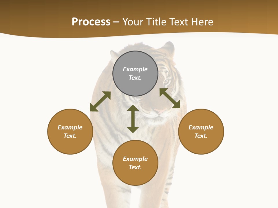 Cat Studio Undomesticated PowerPoint Template