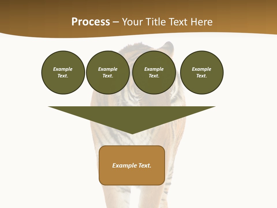 Cat Studio Undomesticated PowerPoint Template