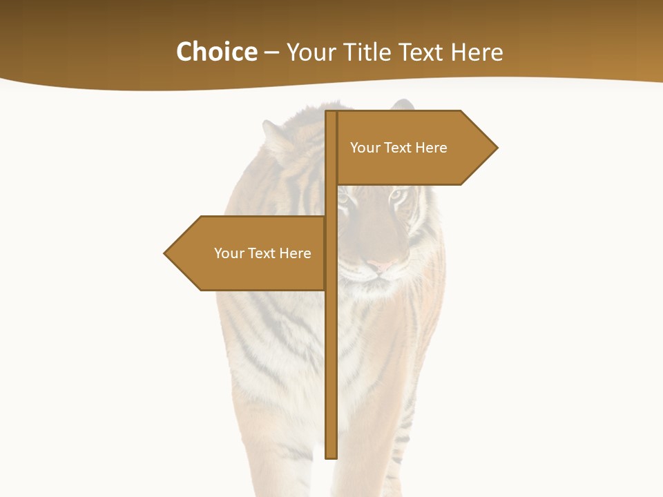 Cat Studio Undomesticated PowerPoint Template