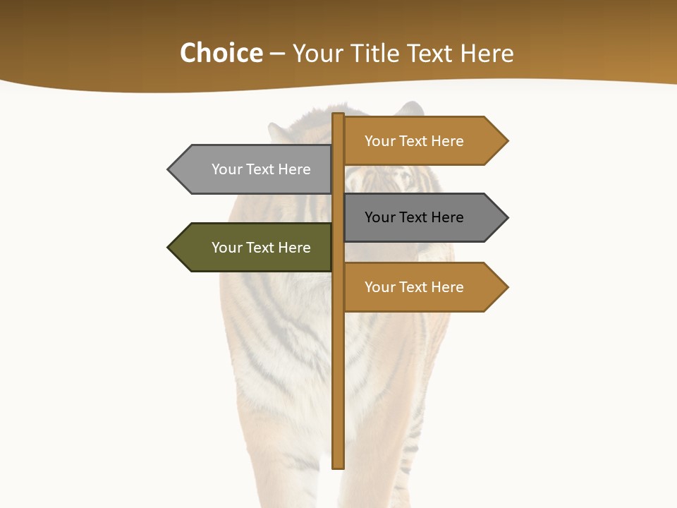 Cat Studio Undomesticated PowerPoint Template