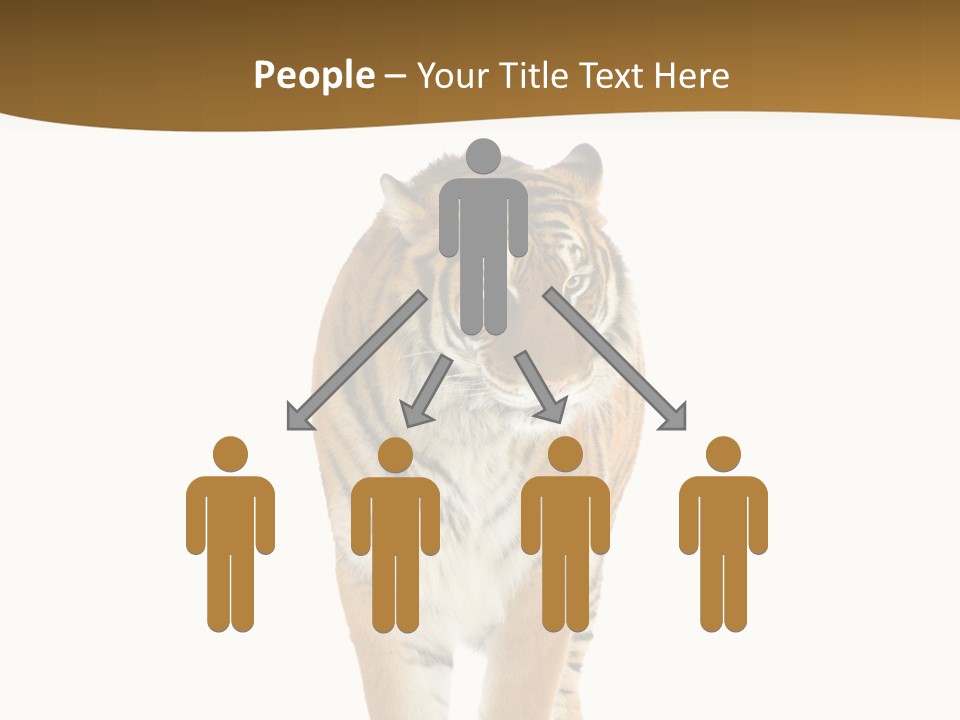 Cat Studio Undomesticated PowerPoint Template